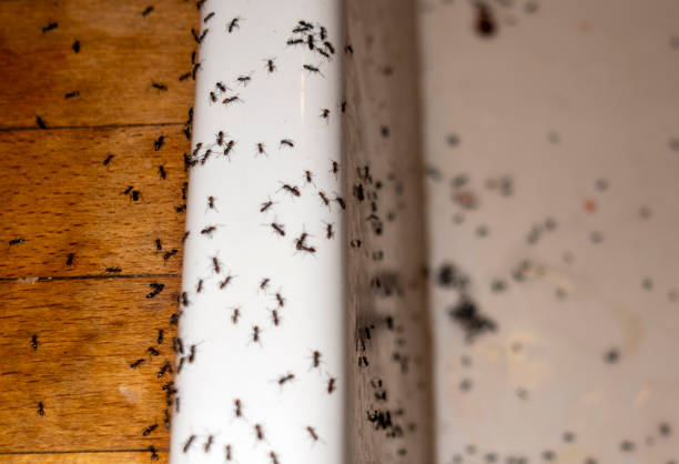 Best Termite Control Services  in Untain Grove, MO