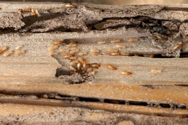 Best Pest Removal Services  in Untain Grove, MO